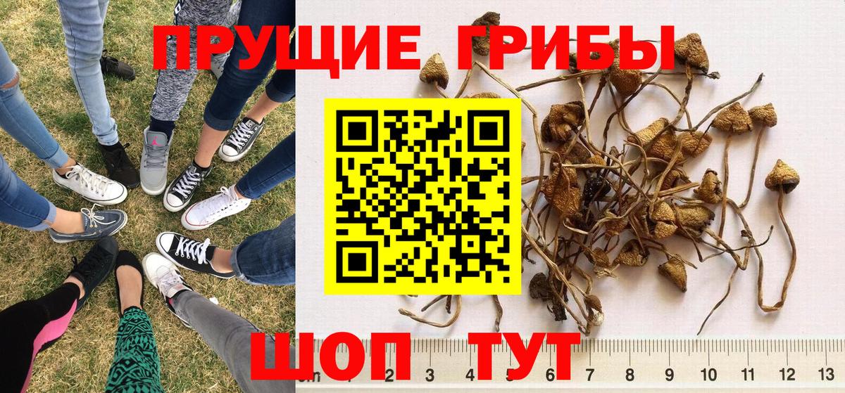 Псилоцибиновые грибы Magic Shrooms Пушкино